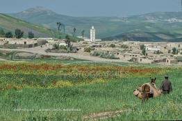 Image du Maroc Professionnelle de  Un vendeur ambulant, nommé (Attar) se dirige vers un village dans la région de Zaouiat Cheikh non loin Kasba Tadla pour liquider sa marchandise la plus rustique, constituée d’ustensiles de cuisine en terre cuite, Mercredi 22 Mars 1989. Ils sont nombreux ces commerçants qui sillonnent les pistes et les routes du Maroc de village en village il n’y a pas longtemps ils se contentaient d’un (chouari) bât formé de deux paniers que l’on place sur le dos des mulets ou des ânes, les deux couffins sont remplis de marchandises. De nos jours ce sont des tricycles voir même de grands fourgons dans lesquels on peut trouvée tous les denrées alimentaires et accessoires de la maison. (Photo / Abdeljalil Bounhar) 